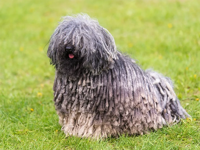 Puli 2