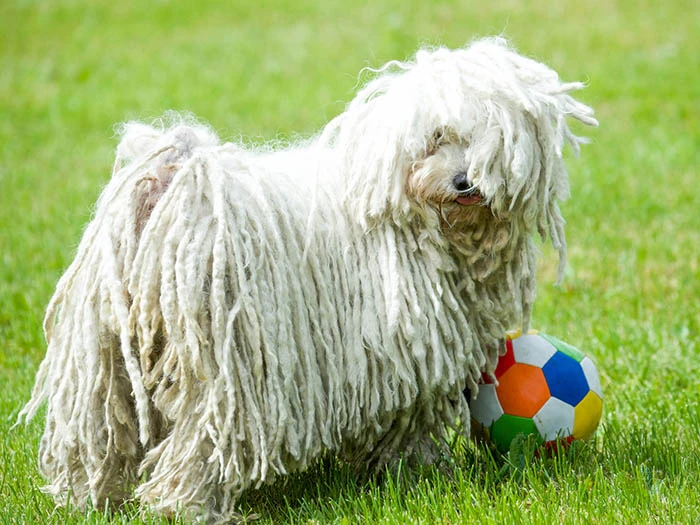 Puli 5