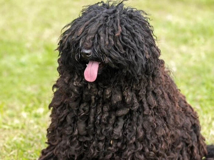 Puli 4