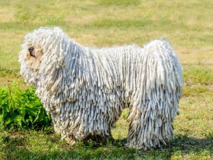 Puli 3