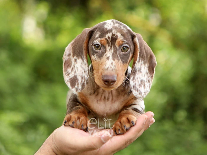 Dachshund 11