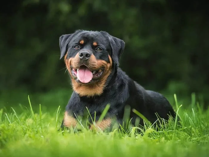 Rottweiler 2