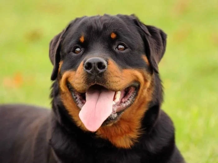 Rottweiler 5