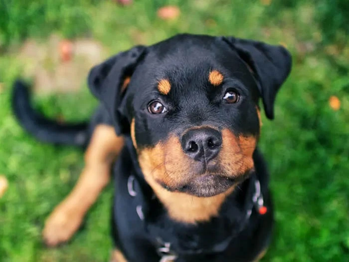 Rottweiler 3