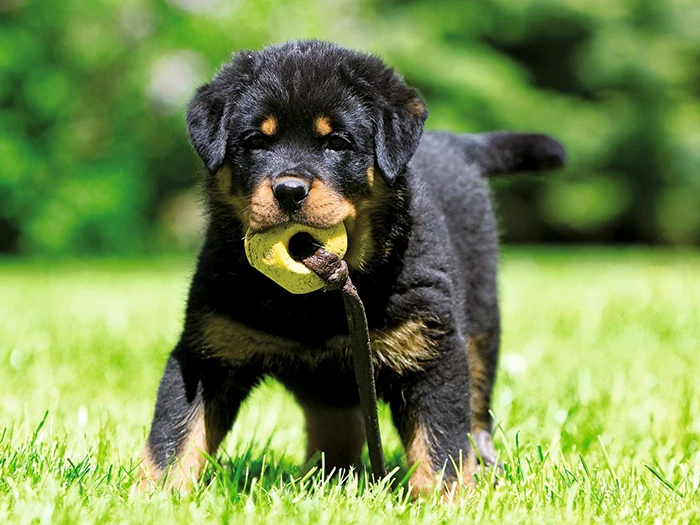 Rottweiler 4