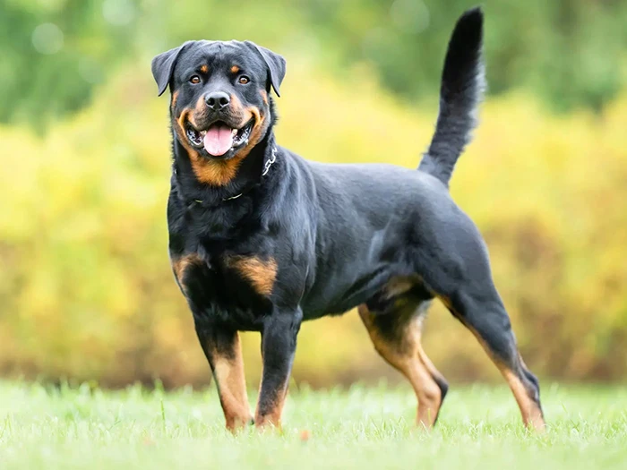 Rottweiler