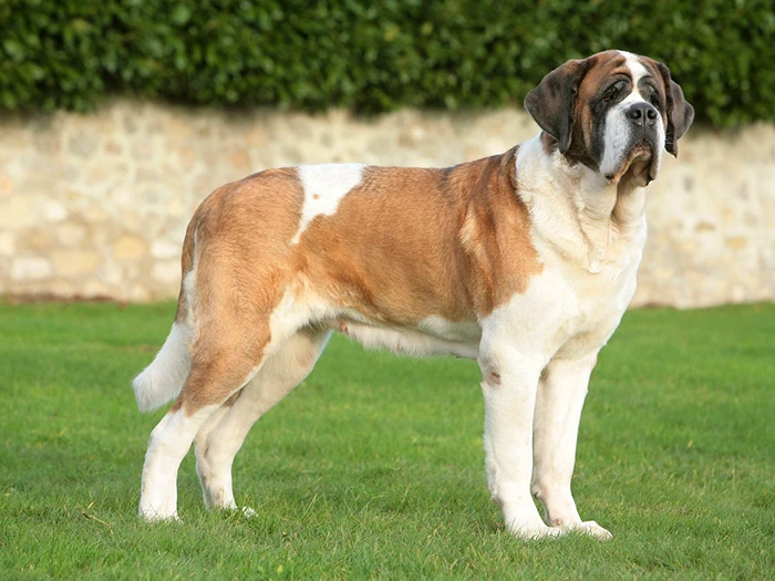 Saint Bernard 4