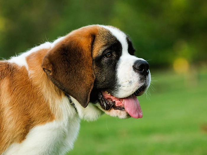 Saint Bernard 5