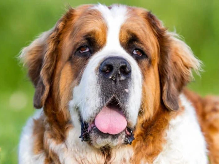 Saint Bernard 2