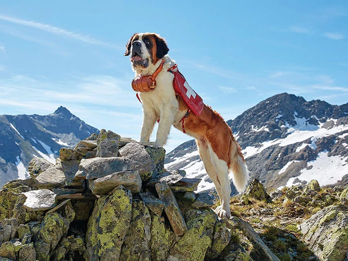 Saint Bernard 3