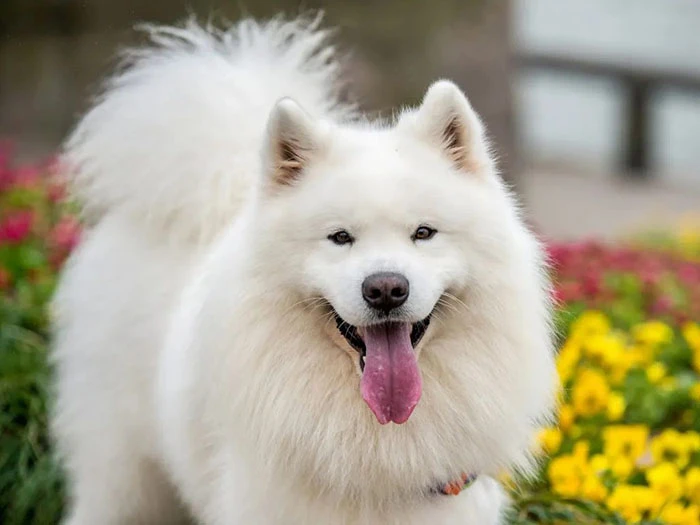 Samoyed 5