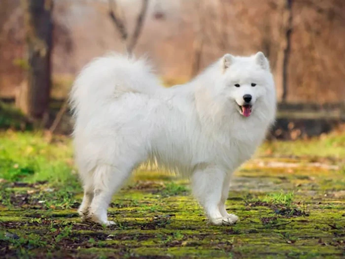 Samoyed 2