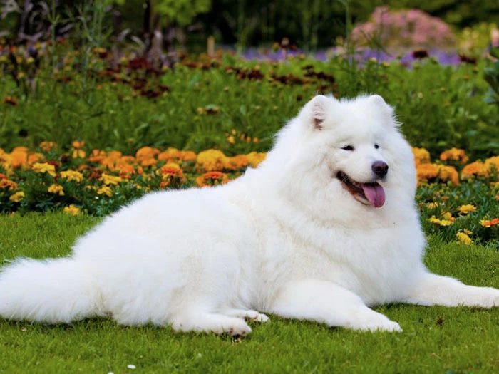 Samoyed 3
