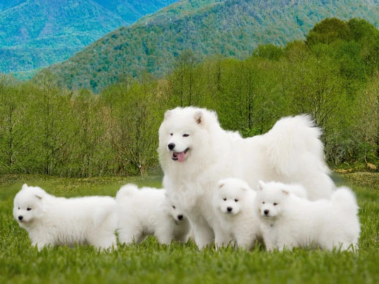 Samoyed 4