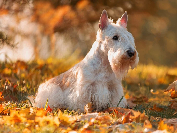 Scottish Terrier 3