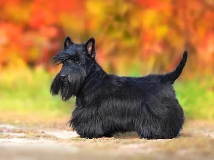 Scottish Terrier 2