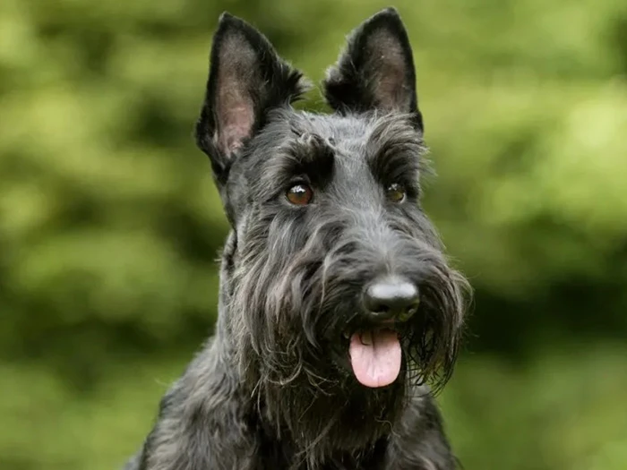 Scottish Terrier 4
