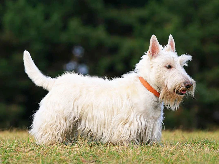 Scottish Terrier 5