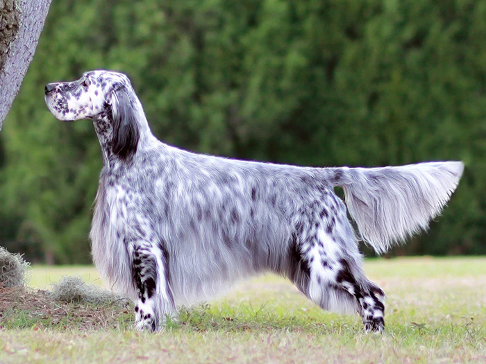 English Setter 5