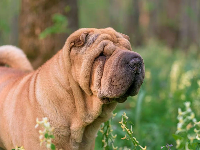 Shar Pei 5