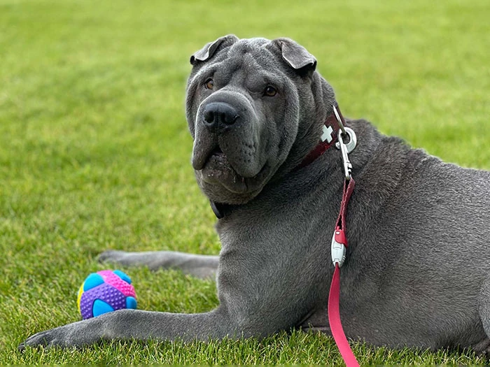 Shar Pei 4