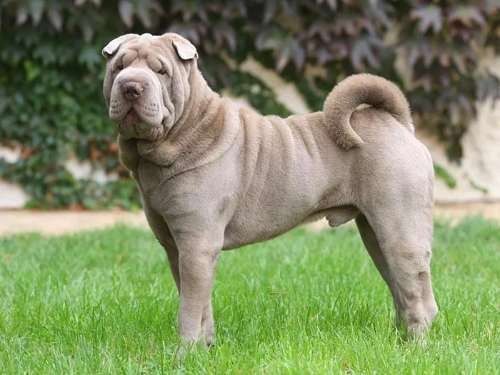 Shar Pei 3