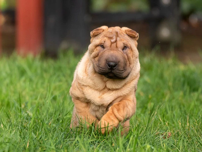Shar Pei 2