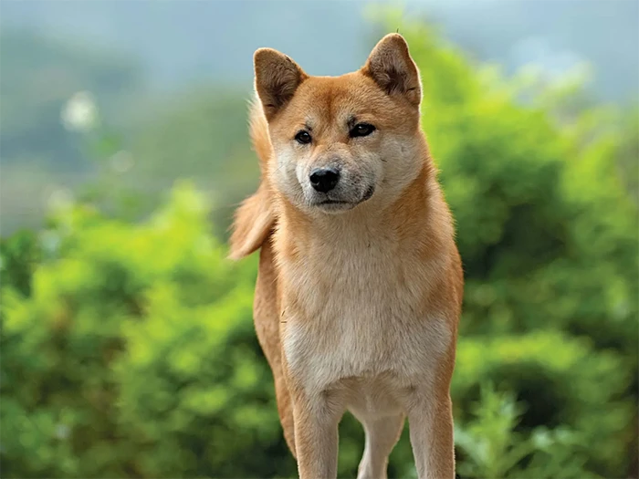 Shiba Inu 2