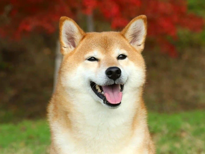 Shiba Inu 5