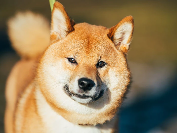 Shiba Inu 4