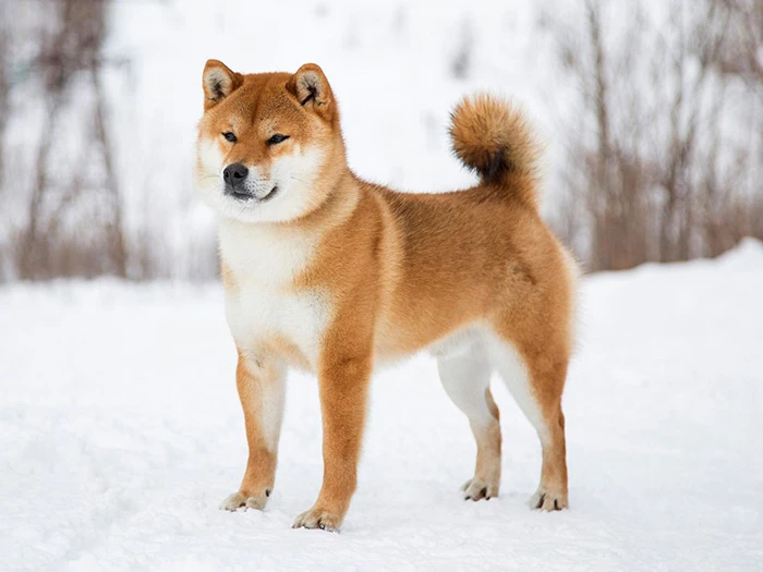 Shiba Inu 3