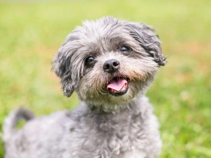 Shih Poo 2