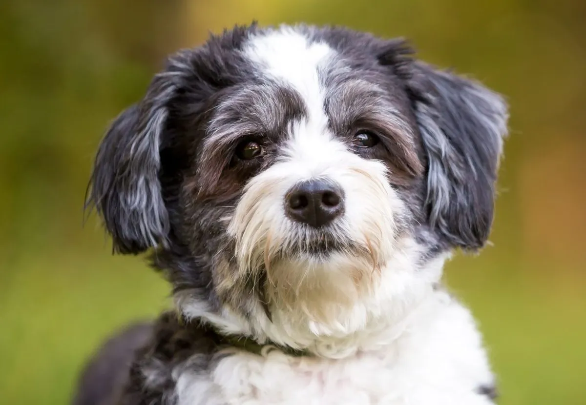 Shih Poo 3