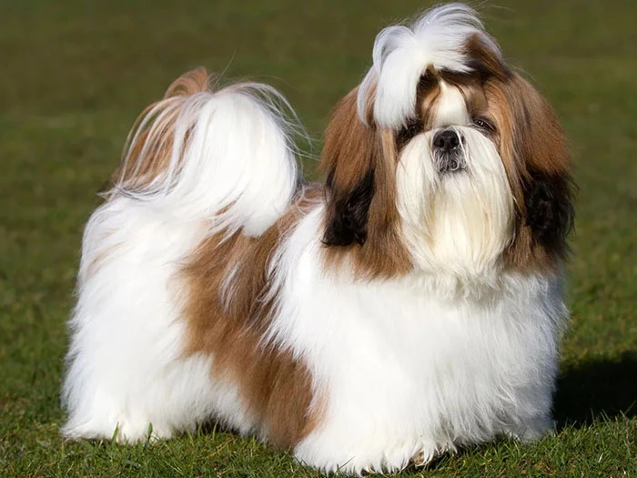 Shih Tzu (Şitsu) 4