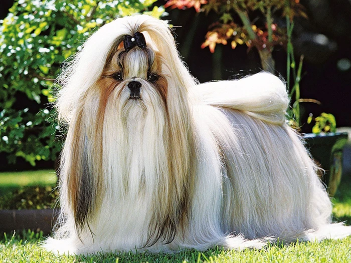 Shih Tzu (Şitsu) 2