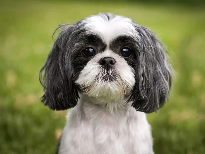 Shih Tzu (Şitsu) 5
