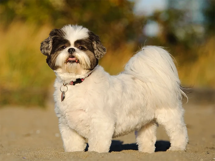 Shih Tzu (Şitsu)