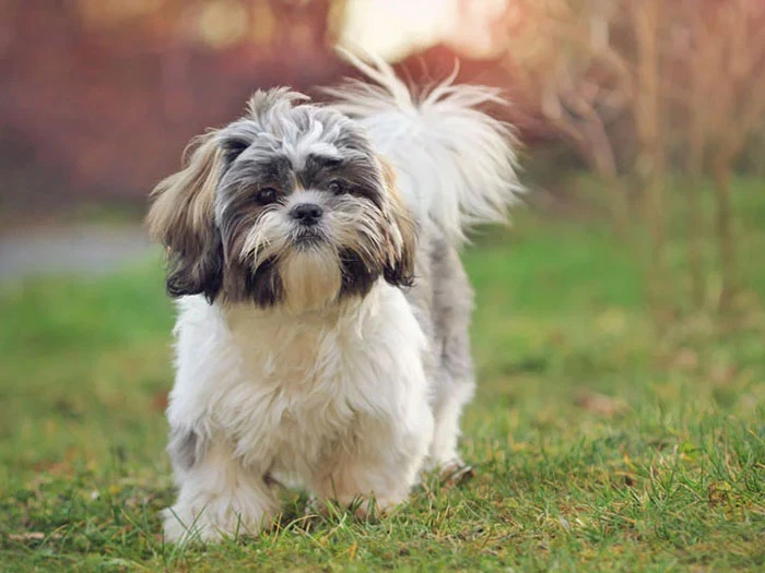 Shih Tzu (Şitsu) 3