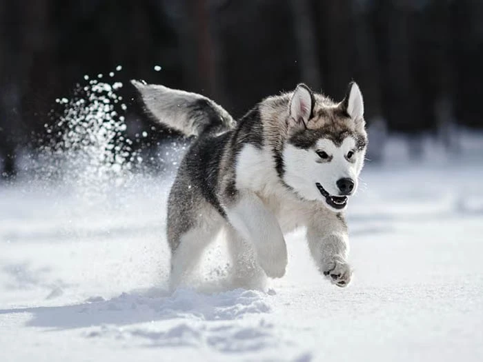 Siberian Husky 5