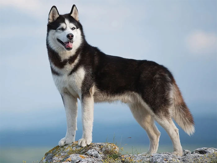 Siberian Husky 3