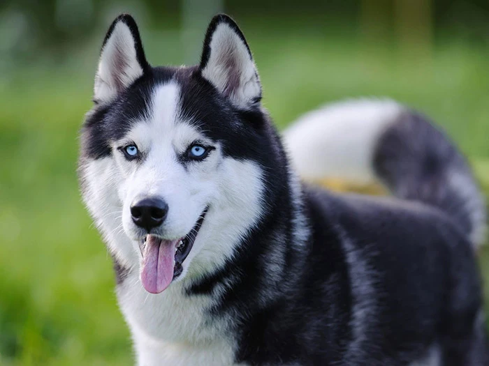 Siberian Husky 2