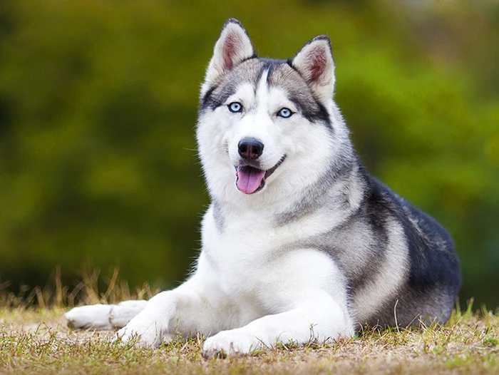 Siberian Husky 4