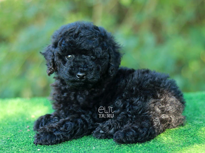 Poodle 10