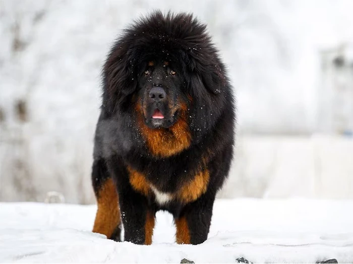 Tibet Mastiff 2