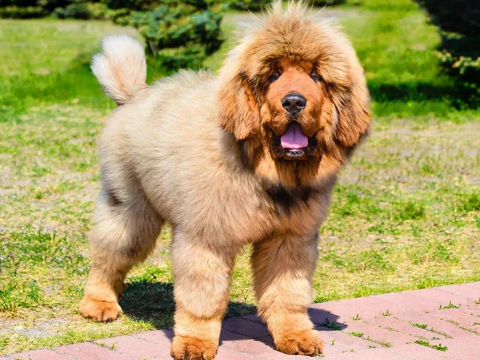 Tibet Mastiff 5