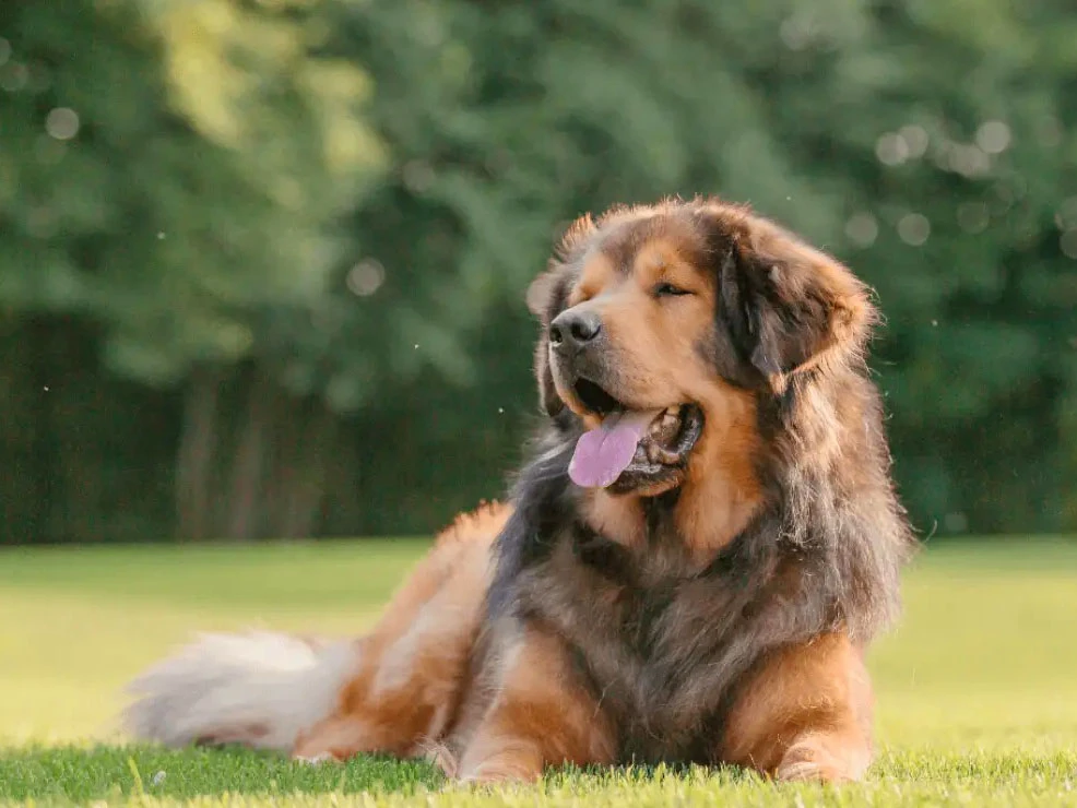 Tibet Mastiff 4