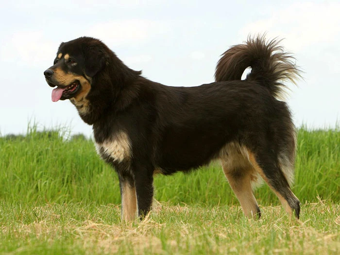 Tibet Mastiff 7