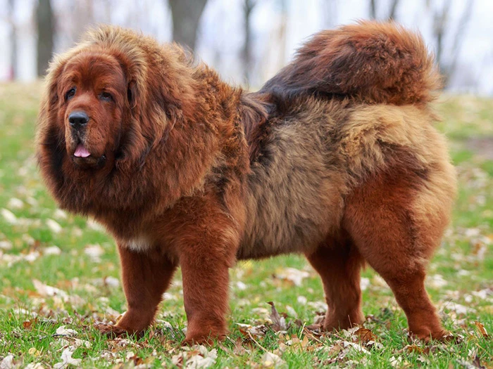 Tibet Mastiff 3
