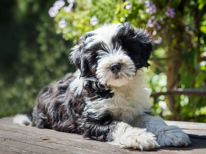 Tibetan Terrier 3