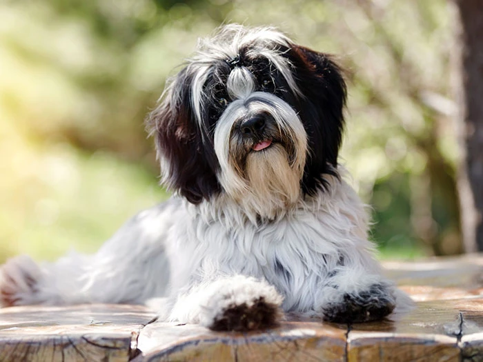 Tibetan Terrier 4